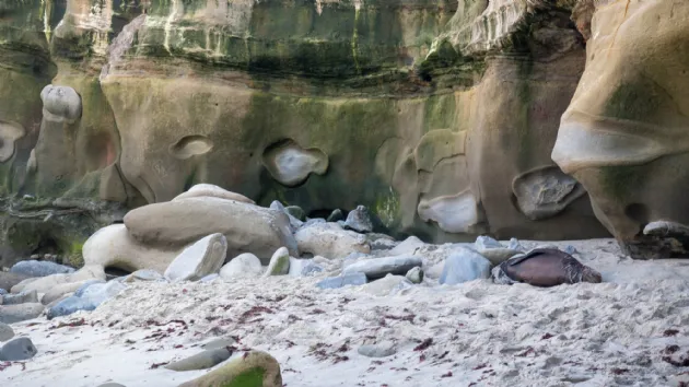Sea Lions and Rocks at La Jolla Cove