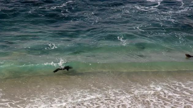 Sea Lions in the Surf at the La Jolla Cove