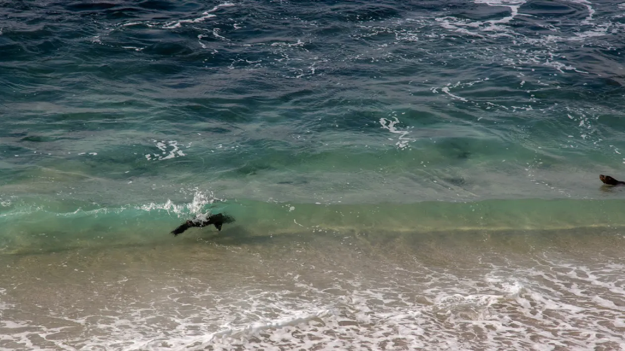 Sea Lions in the Surf at the La Jolla Cove