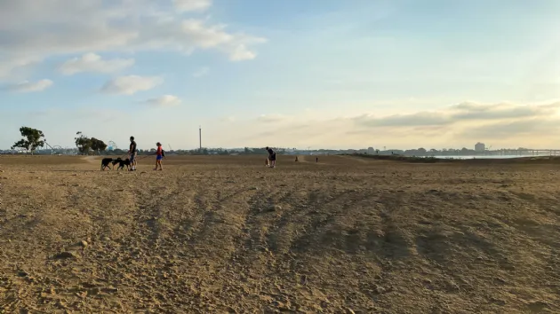 Dogs Running Around at the Dog Park on Fiesta Island