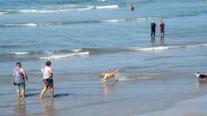 Ocean Beach Dog Beach