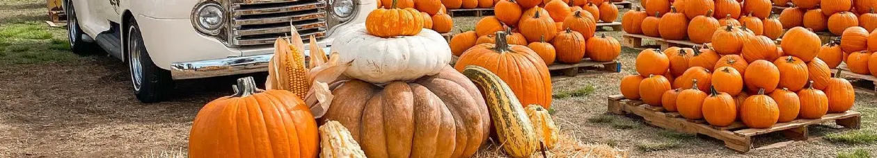 Best Pumpkin Patches San Diego Goff Family Pumpkin