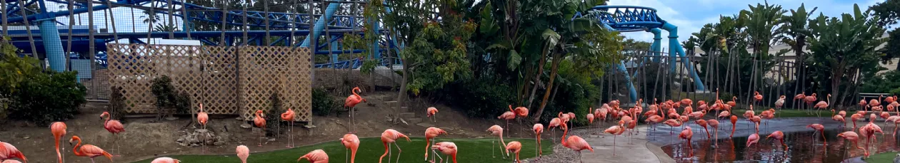 SeaWorld San Diego Roller Coaster and Flamingos