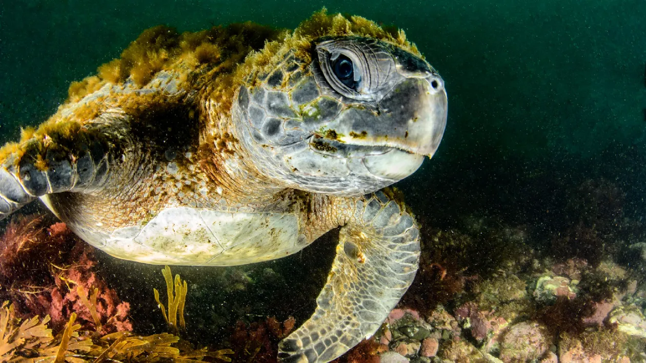 Green Sea Turtle Swimming in the La Jolla Waters