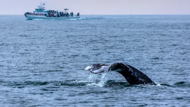 Whale Watching Tour Gray Whale