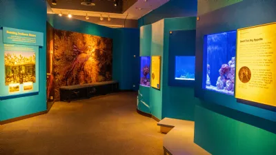 Birch Aquarium Sea Horse Exhibit