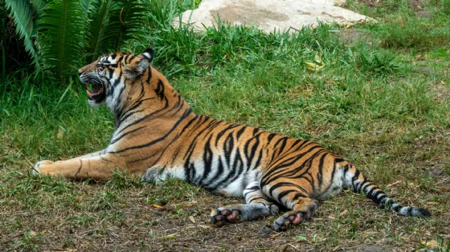 Tiger Roaring at the San Diego Zoo Safari Park