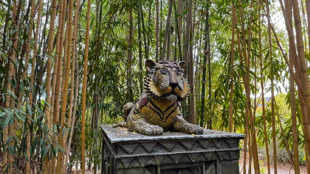Walking Inside the Tiger Trail at the San Diego Zoo Safari Park
