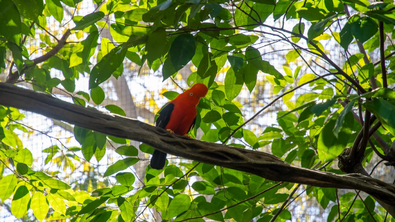 Aviary Inside the San Diego Zoo