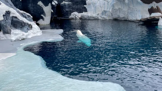 Beluga Whale at SeaWorld San Diego