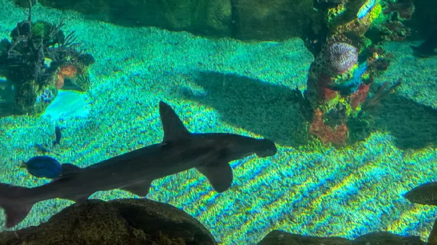 Bonnethead Shark at Seaworld San Diego