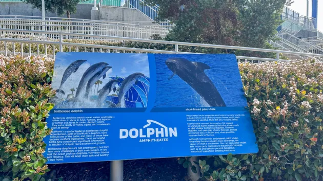 Bottlenose Dolphins and Short Finned Pilot Whales at the Dolphin Ampatheater in Seaworld San Diego