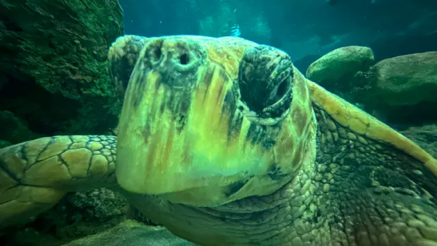 Curious Turtle at Turtle Reef in Seaworld San Diego