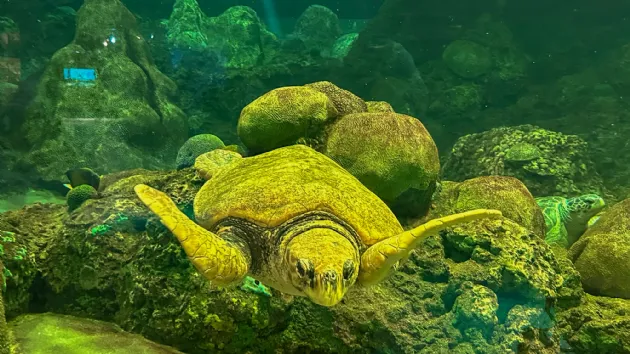 Swimming Turtle at Turtle Reef in Seaworld San Diego