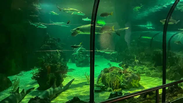 Lots of Sharks Inside the Shark Encounter Entrance at Seaworld San Diego