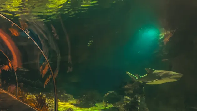 Shark Swimming by Inside the Shark Encounter Entrance at Seaworld San Diego