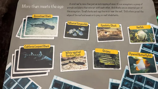 Some of the Smaller Sharks and Fish at the Shark Encounter at Seaworld San Diego