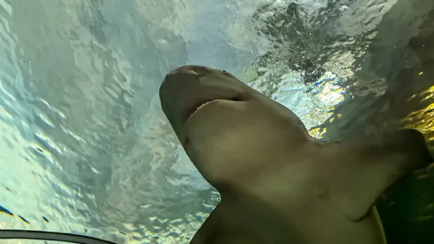 The Mean Looking Sandtiger Shark at Seaworld San Diego