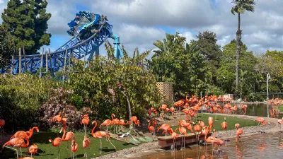 Flamingos next to Manta Ride at Seaworld San Diego