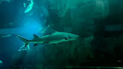 All- NEW Shark Encounter at SeaWorld San Diego - Opened May 22nd, 2026