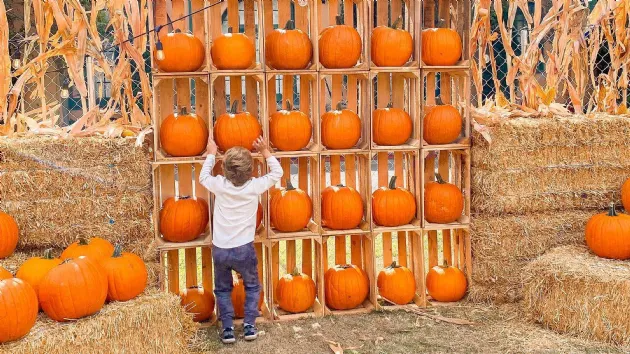 Picking the Perfect Pumpkin at Goff Family Pumpkin Patch