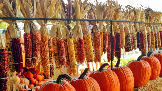 Pumpkins and Dried Corn