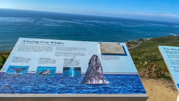 Information Plaque About Gray Whales off of Cabrillo National Monument