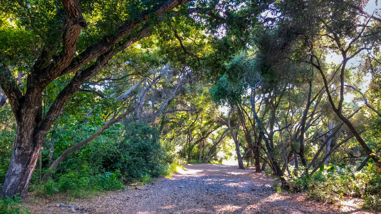 Tree Covered Path at Los Peñasquitos Canyon Preserve