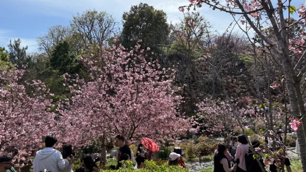 Cherry Blossoms Everywhere at the Cherry Blossom Festival