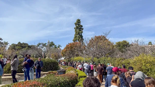 Long Line to Get into the Cherry Blossom Festival