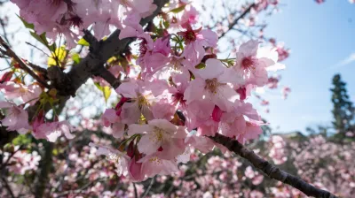 Japanese Friendship Garden’s Cherry Blossom Festival