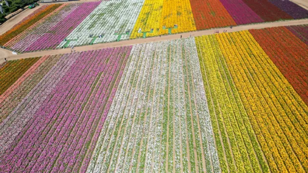 Aerial View of the Flower Fields