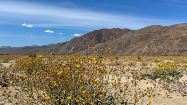 Desert Field with Wildflower Superbloom in Anza Borrego Desert State