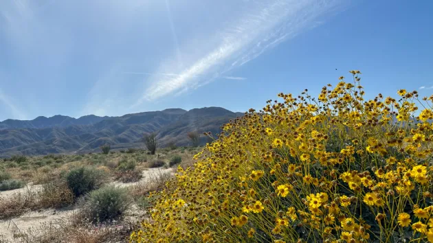 Flowering Brittlebush in Anza Borrego Desert State