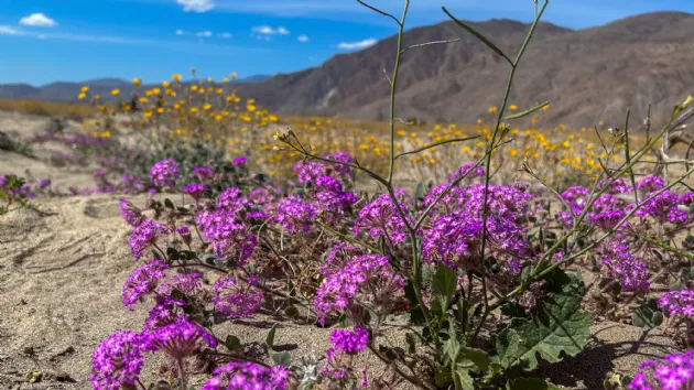 Purple Flowers of the Desert Sand Verbena in Anza Borrego Desert State Park