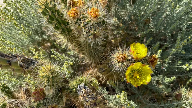 Yellow Flowers of the Mojave Prickly Pear Cactus in Anza Borrego Desert State Park