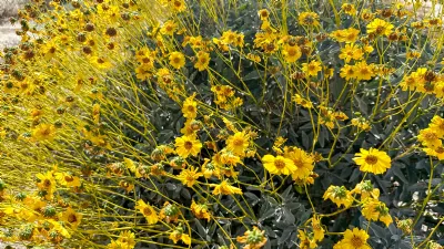 Tons of Flowers on the Brittlebush in Anza Borrego Desert State